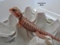 /album/thor-x-chloe/hypotrans-male-n%c2%ba6-jpg/